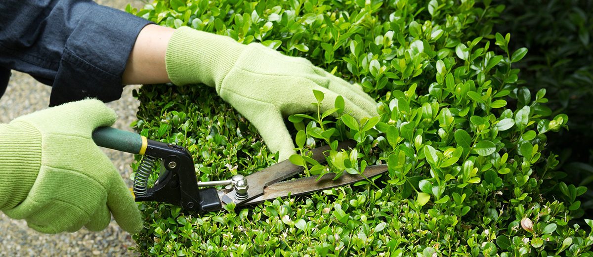 Hedge Trimming